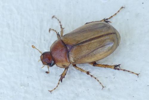 Rhizotrogus cicatricosus